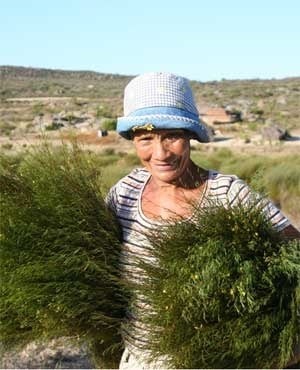 Rooibos Rooibos Naturale