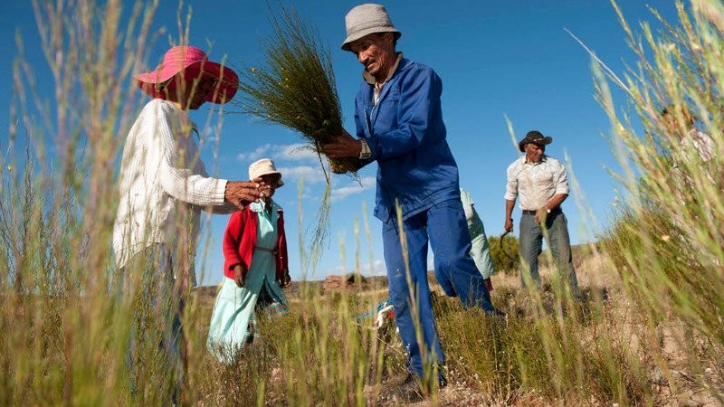 Rooibos Rooibos Naturale