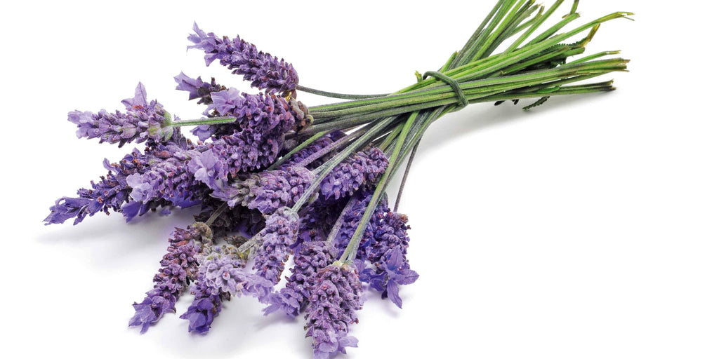 Tisane Lavanda
