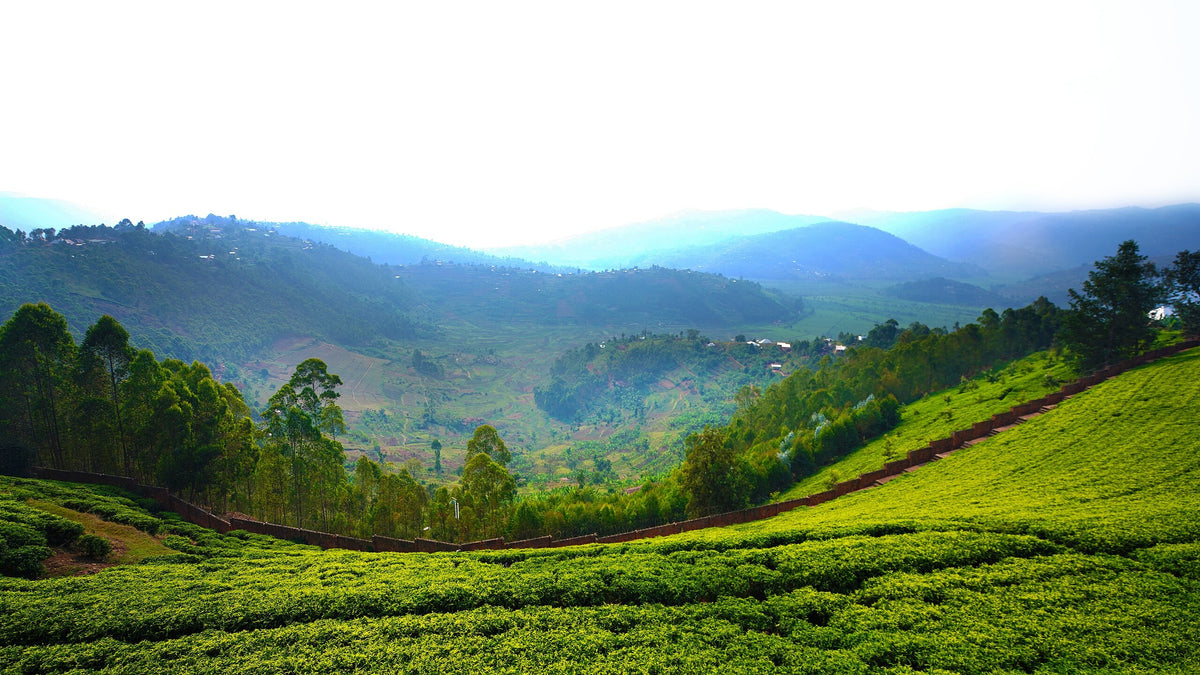Tè Nero Rwanda Rukeri OP1